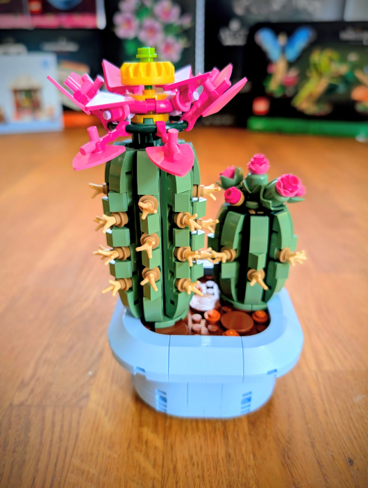 11509 Blomstrende kaktus